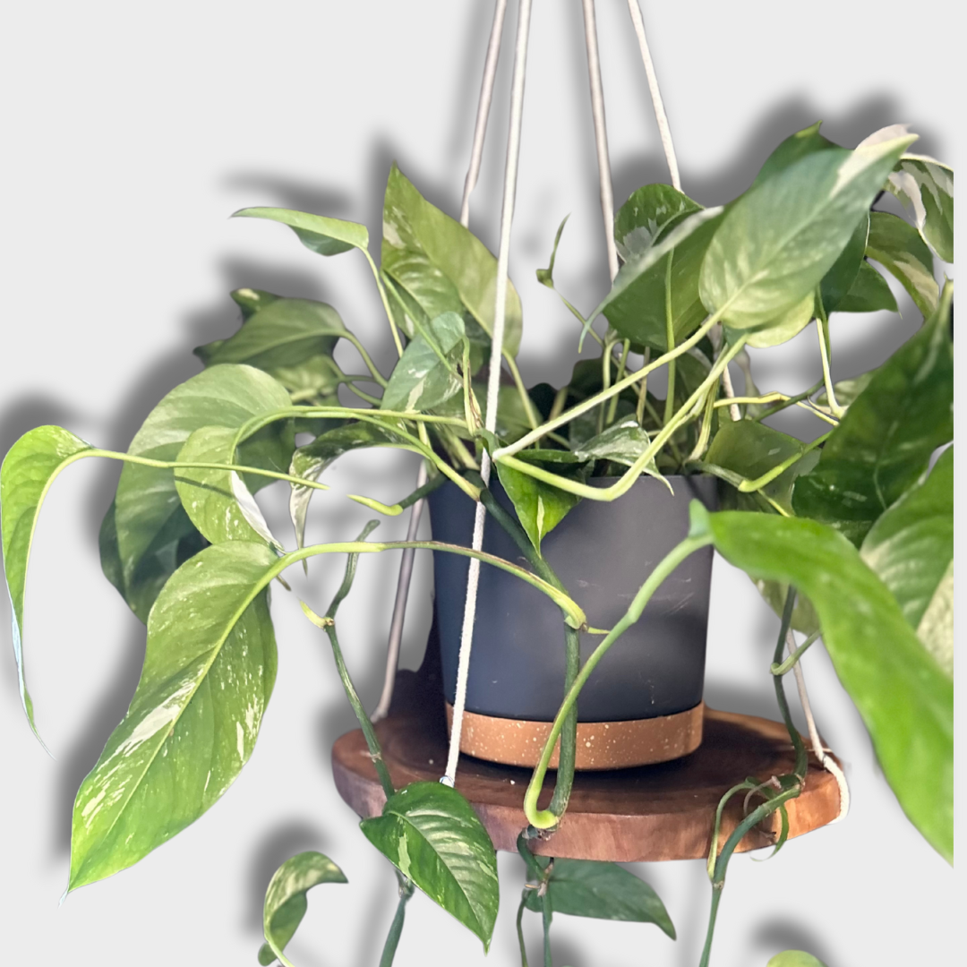 Hanging Tray for Planter